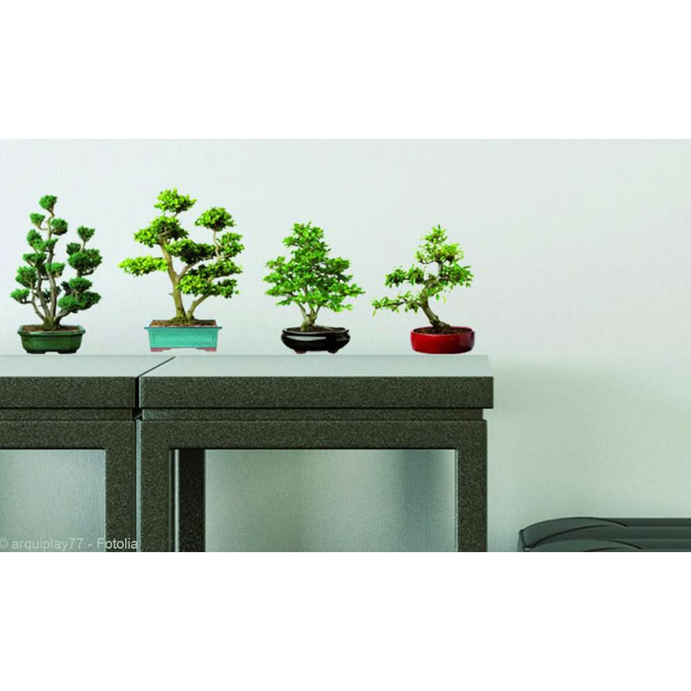 Plage Wall Sticker, Small, Bonsais